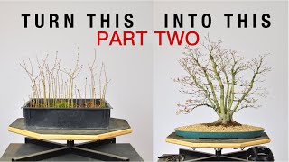 Turn Japanese Maple Seedlings into a Clump Style Bonsai, Part 2 | Bonsai-U