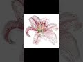 don't forget to varnish ur drawing #art#artist#digitalart#patience#flower#lily#drawing#katseye