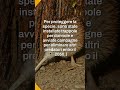 I kiwi tornano in Nuova Zelanda: il progetto anti-predatori