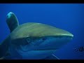Fight off Longimanus attack November 2018 - Sharks of Egypts Brothers and Elphinstone #StopFinningEU