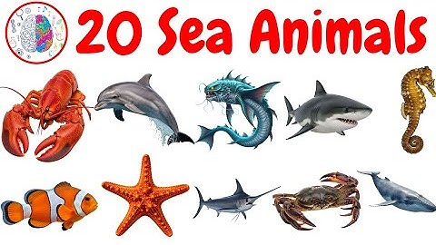 Zeedieren voor kinderen | 20 namen van zeedieren | Leer namen van zeedieren in het Engels