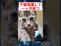 子猫保護してから一ヶ月経つ #shorts #2ch #子猫