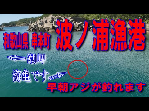 #37和歌山県串本町波ノ浦漁港又は浪ノ浦漁港早朝アジが釣れます最高に綺麗な海ですファミリー家族連れサビキ釣りに良いイカ墨跡多数です色々釣れます堤防アジング釣りポイント釣りスポット