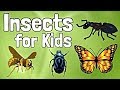 Insects for Kids