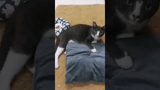 Waking Up My Cat Using This Sound