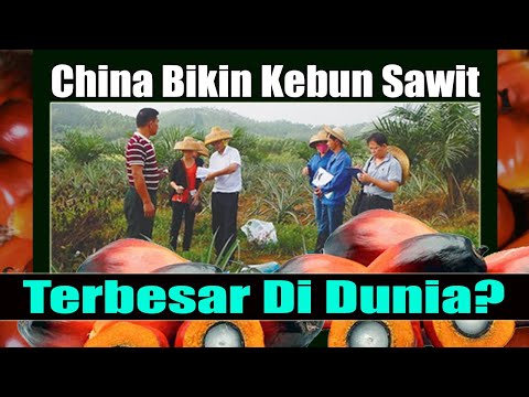 China is making the world&rsquo;s largest palm oil plantation??