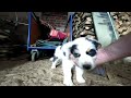 Süße 3D Hundewelpen zum Lachen - VR 180 3-D Video