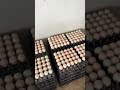 #farmlife #farm #เกษตรกร #duck #ไข่เป็ด #life #egg #ฟาร์มเป็ดไข่