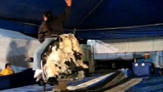 BBW bull riding