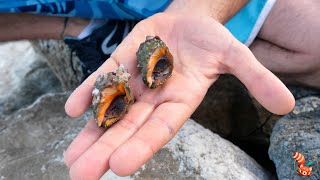 Redmouthed rock shell (Stramonita haemastoma)  The predatory sea snail