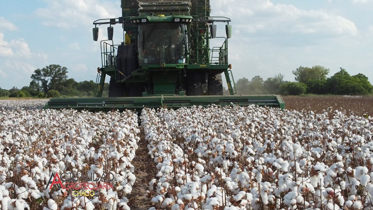 COSECHA DEL CULTIVO DE ALGODÓN - ZONA JUAN JOSE CASTELLI - CHACO - SR. CRISTIAN TALALAY.