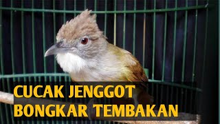 5 TEMBAKAN cucak jenggot Gacor