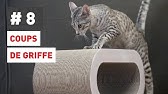 E Dgriffe Com Comment Appliquer Les Protege Griffes Softclaws Pour Chats Youtube
