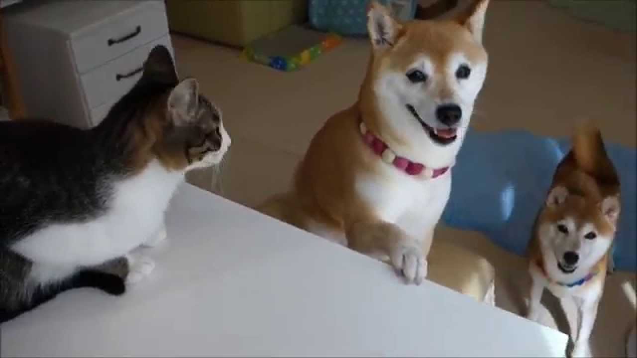 柴犬ひかいち 猫ミルキーの なんでやねん Shiba Inu And Cat Nandeyanen Youtube