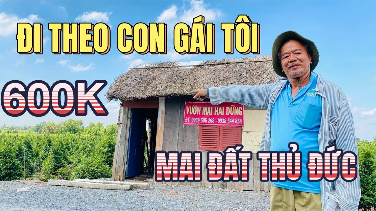 Theo chân cô gái xinh đẹp thanh lý 3 lô mai đất giá từ 600k vườn mai Hai Dững làng mai vàng Bình Lợi