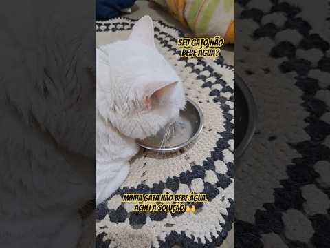#gatos #saudefelina #veterinários #hidratação #gato  #beberagua #pets #animais #comunicat #shorts
