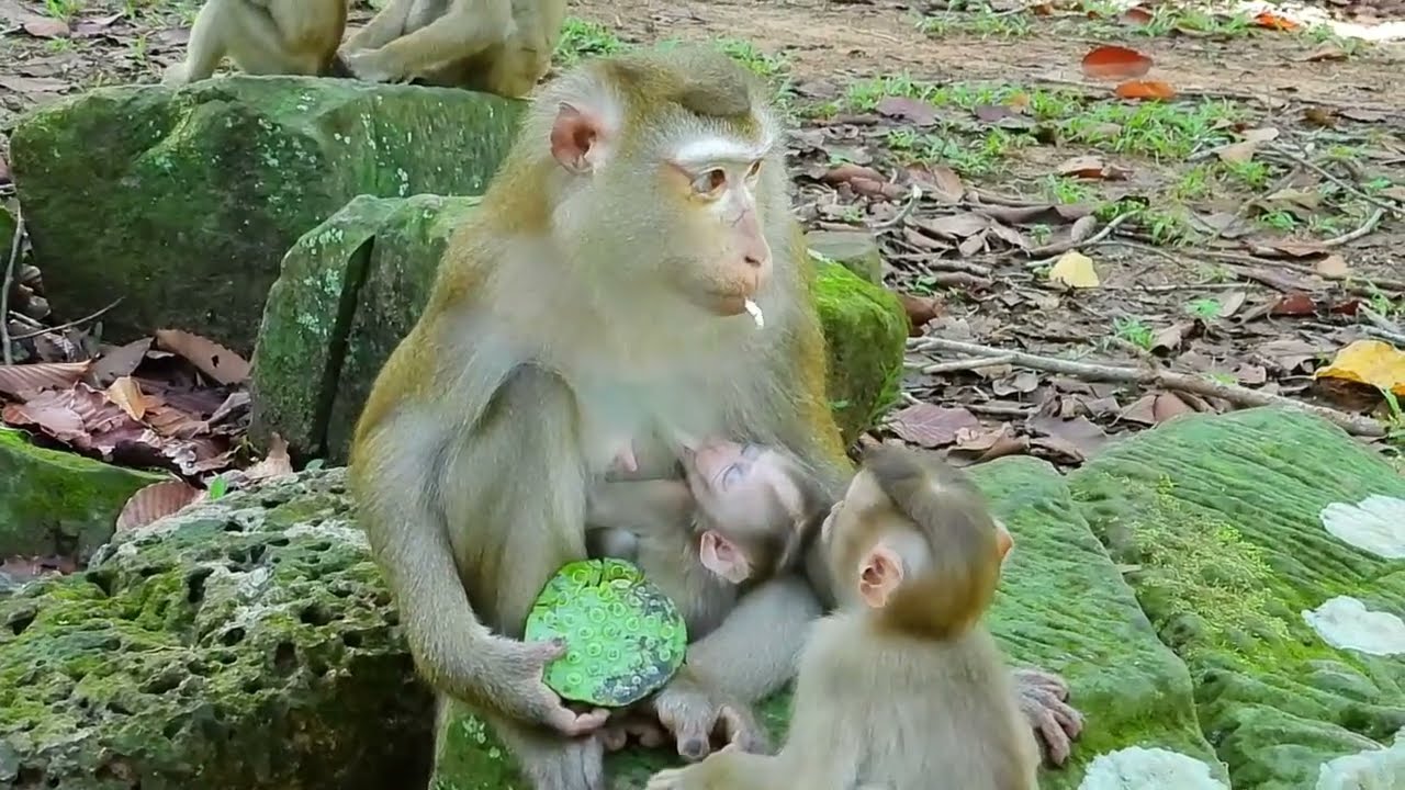 Look powerless in leaves, stop Lynx climb, then comfy older brother but Lucie need space