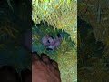 puppies #youtubeshorts #beautifull puppies #chick's in village