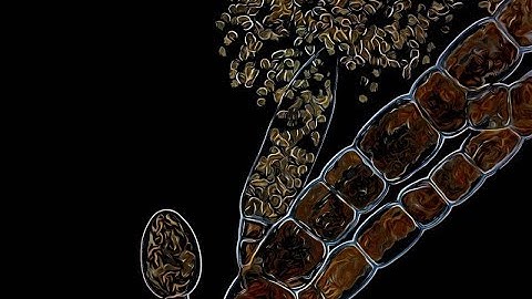 Asexual Reproduction in Ectocarpus - Pleurilocular sporangia