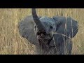 SafariLive June 16 - Very brave baby Elephants!