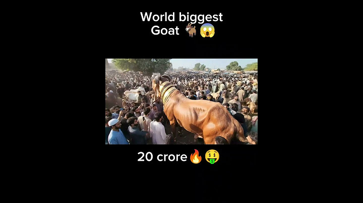 World biggest Goat 🔥🔥20 Crore 🥵🥵 #eiduladha #cow #pkjanwarmandi #cattlemarket #bull #bakramandi