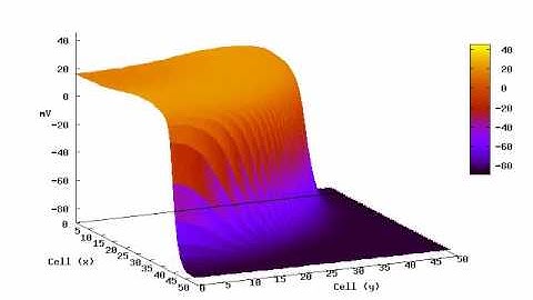 Cardiac Tissue Simulation
