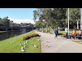 Relaxing Walk Along Parramatta River From Lennox Bridge To Ferry Wharf, Parramatta, Sydney Australia