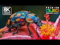 Hidden Majestic Earthviews in 8K ULTRA HD 60fps | HDR Dolby Vision™