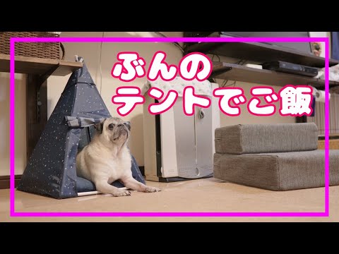 テントでご飯　/　Pugs eat dinner in a tent