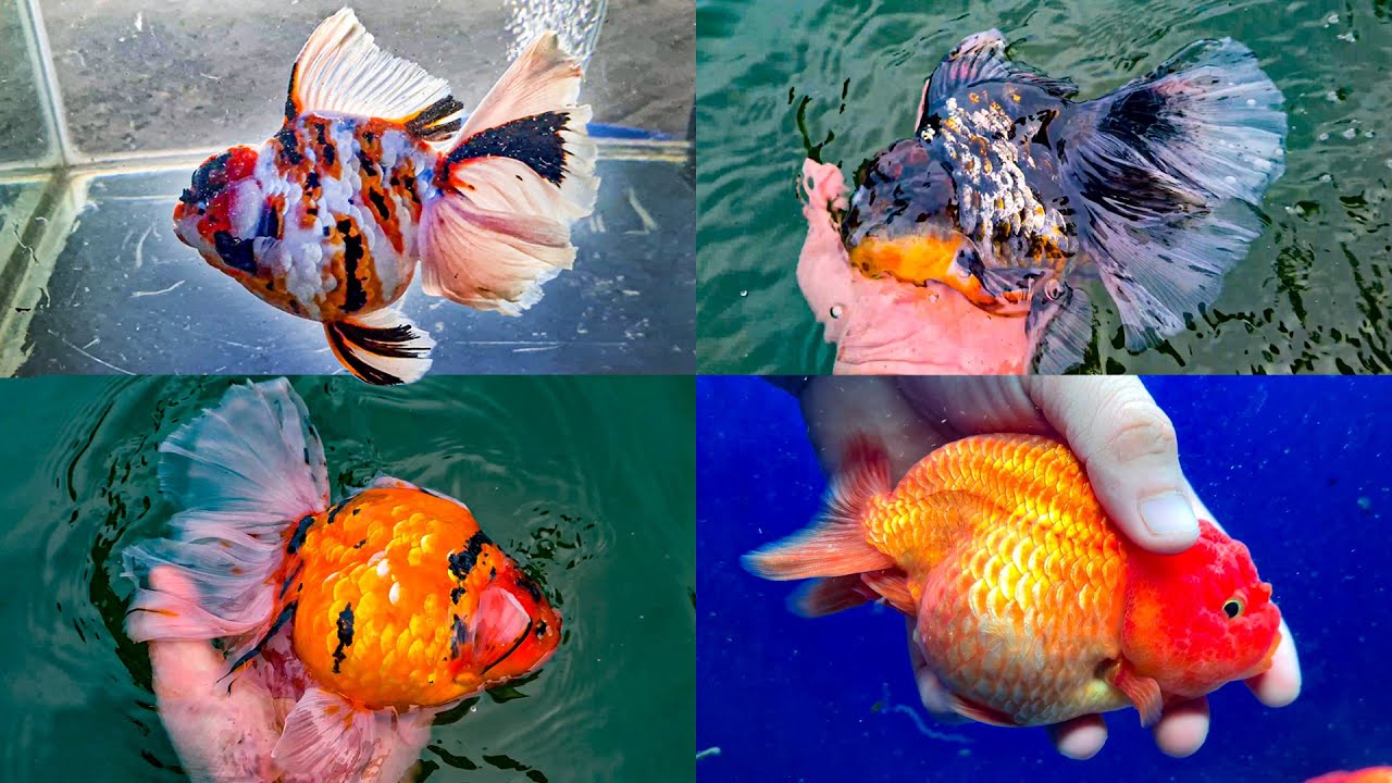 cá ba đuôi đẹp Update 2022 Cá 3 đuôi 40.000.000/con | Exotic Goldfish from Mr Lam’s Goldfish Farm