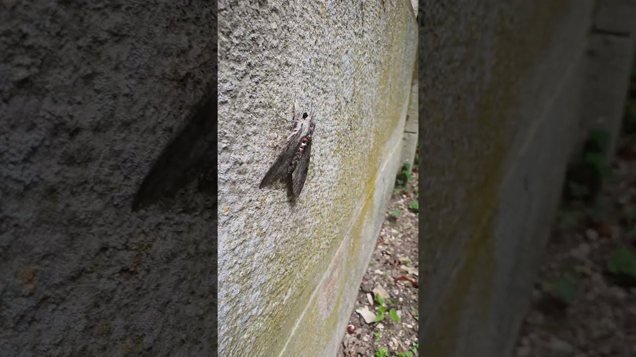 Un Magnifique Sphinx du Troène ! - [Grand Papillon de Nuit] 
