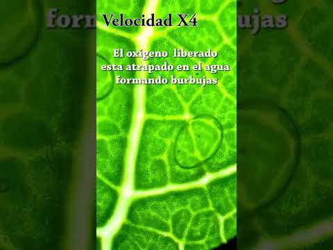 Vídeo: En la fotosíntesi d'algues verdes?