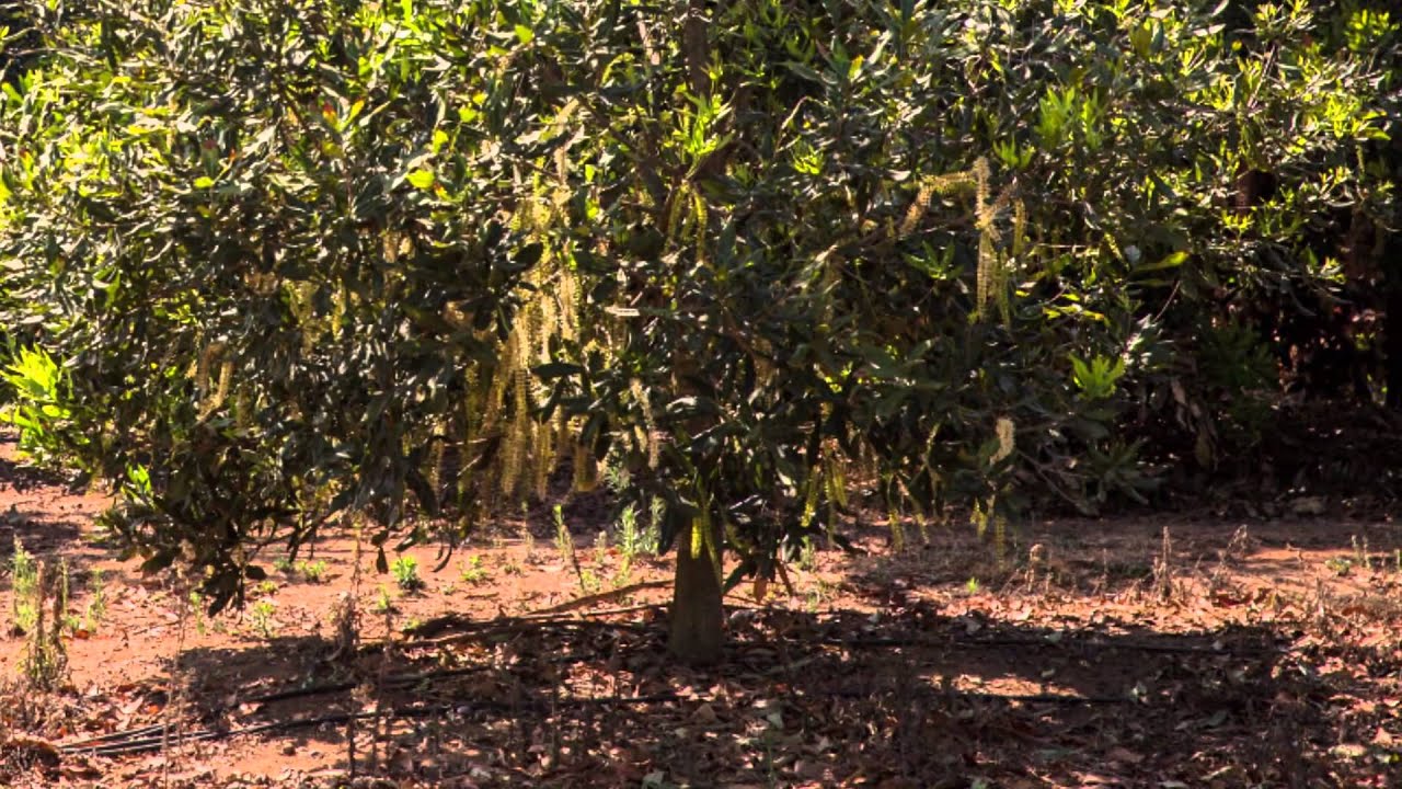 Results of Netafim drip on the Macadamia nut farm