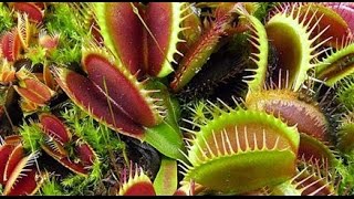 Кормление венериной мухоловки/Venus&#39;s-flytrap feeding
