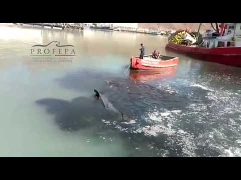 Rescata PROFEPA Tiburón Ballena varado en Guaymas, Sonora