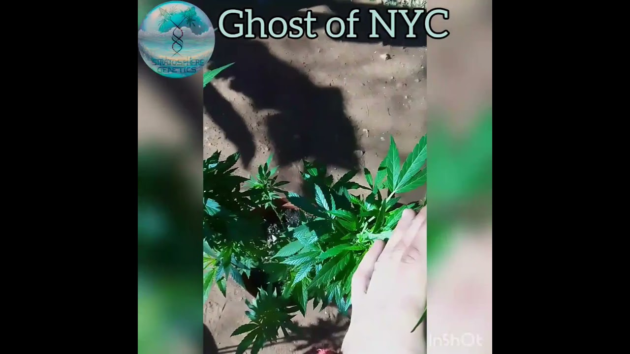 BASIC MAINTENANCE CANNABIS mother plant🌍🌱🔥UPDATE!(part-3)& secret technique! @StratosphereGenetics