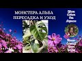 МОНСТЕРА АЛЬБА ВАРИЕГАТНАЯ ПЕРЕСАДКА И УХОД