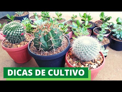 Vídeo: Cultivando uma videira de colar de jade - informações sobre plantas de verme Crassula