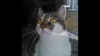 Кот на охоте ? Кот на охоте ?