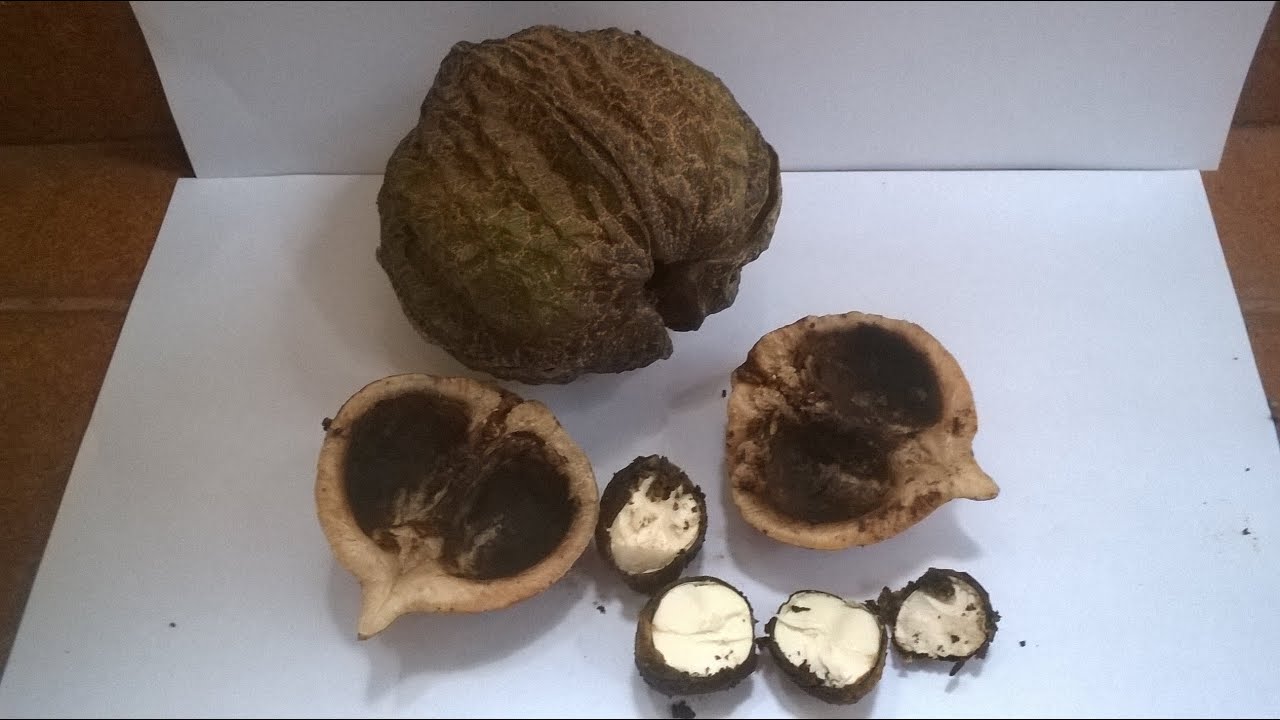 O fruto da árvore CUTIEIRA (Joannesia princeps)