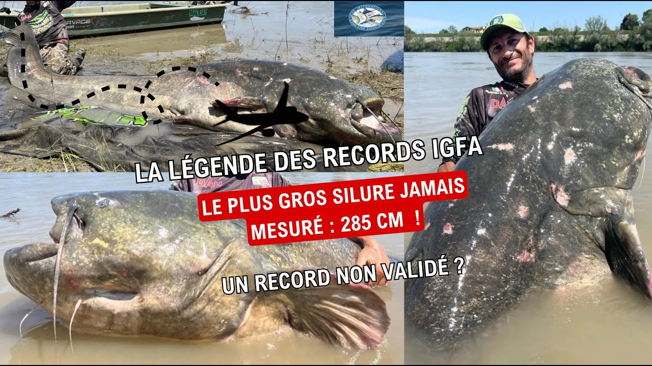 Le Plus Gros Silure Jamais Mesuré : Un Record IGFA Historique d’Alessandro Biancardi ! (Episode N°9)