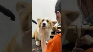 Cắt tỉa lông cho bé chó Corgi và cái kết biến hình xinh đẹp | Spa cùng VuiPet