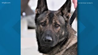 Tacoma police K9 killed, suspect critically injured in officer-involved shooting