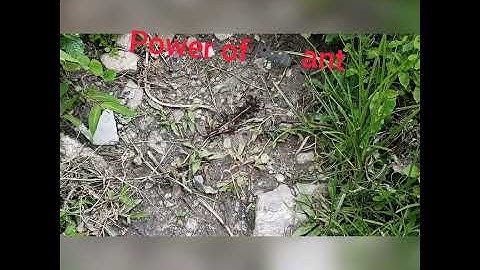 power of ant 😱/ power of unity ✊ plz subscribe my channel for more videos