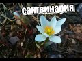 Сангвинария Канадская/ СУПЕР цветок для сада!!! #сангвинария #деревня #весна