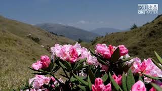 20190424合歡小奇萊+石門山賞高山杜鵑