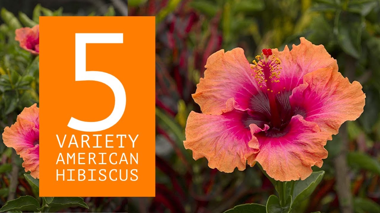 5 Variety American Hibiscus Part 2 || Hibiscus Plant Variety || Hibiscus Flowers