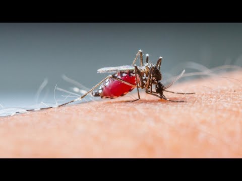 Video: De Ce Mușcă Mușcături De țânțar? Plus 10 Sfaturi Pentru Ușurarea Mâncărimii