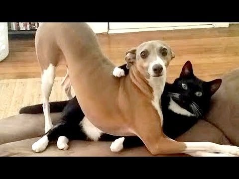 CUTE PETS DOING FUNNY THINGS 2018 #17 - YouTube
