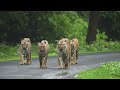 Tadoba festival 2024